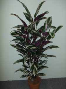 Maranta Plant 1.2mt
