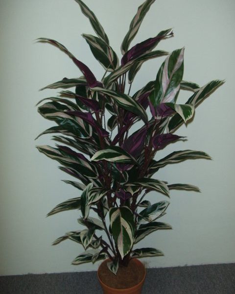Maranta Plant 1.2mt