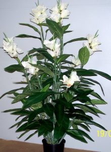 Canna Lilies 1.2mt double-White