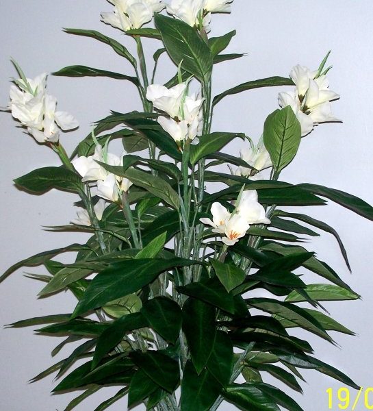 Canna Lilies 1.2mt double-White
