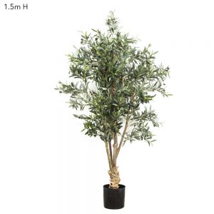 Olive Tree 1.5mt with fruit