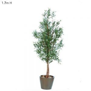 Olive Tree 1.7mt