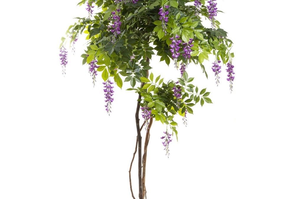 Wisteria Tree Purple 190cm-timber stems-realistic foliage