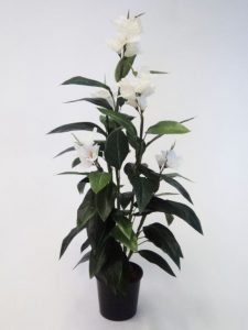 Canna Lily 1.2mt White-single