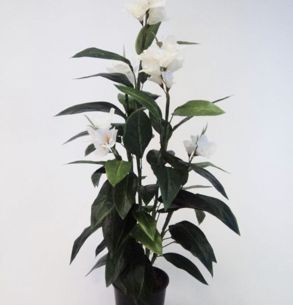 Canna Lily 1.2mt White-single