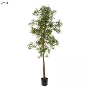 Olive Tree 2mt