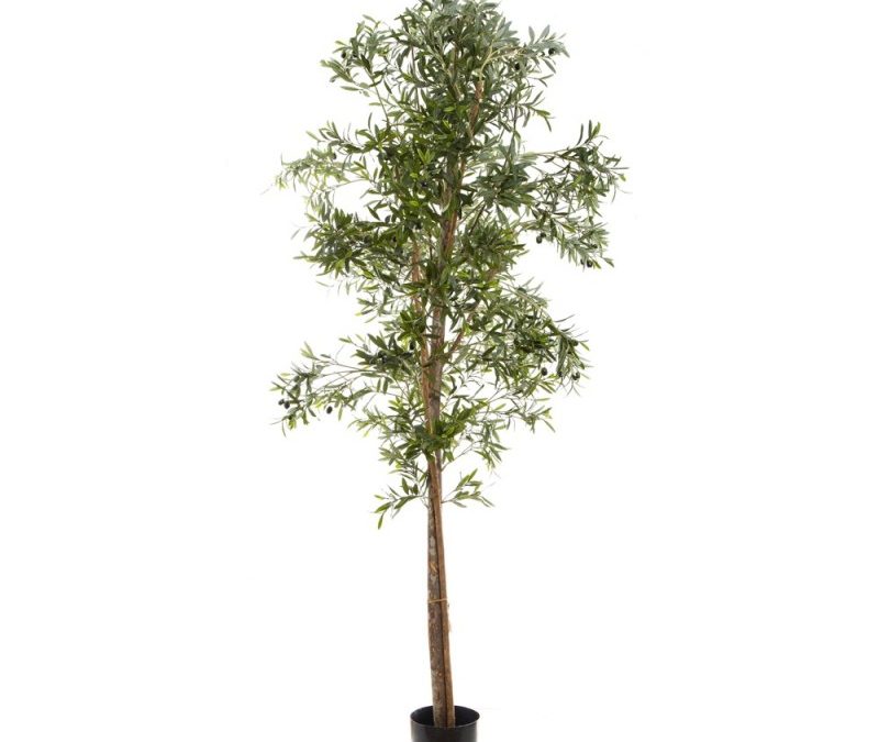 Olive Tree 2mt natural timber trunk