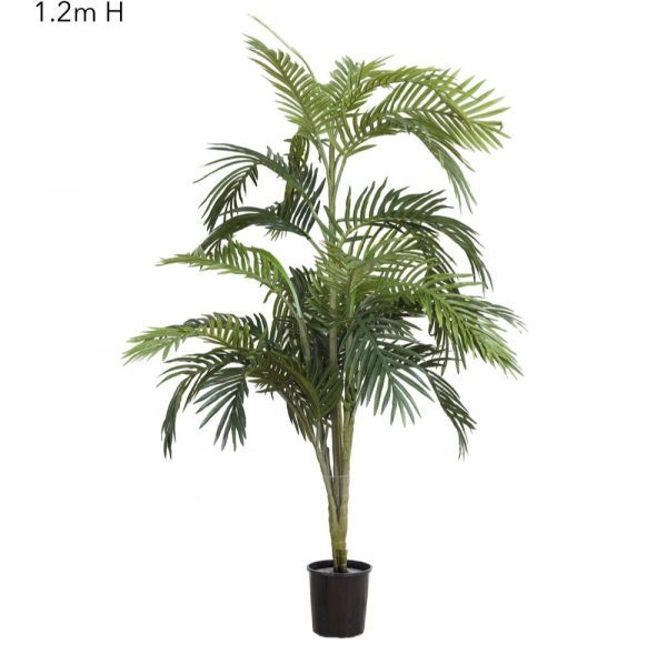 Areca Palm 120 cm