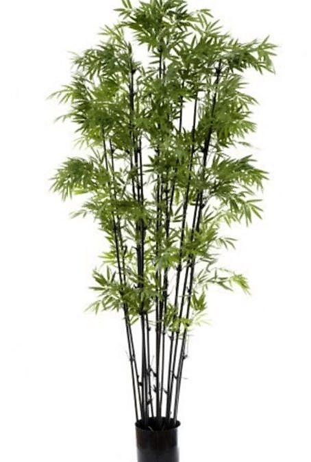 Artificial Bamboo Tree 1.9mt Black on natural Bamboo poles