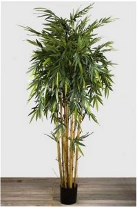 Bamboo Tree 2.2mt on natural stem