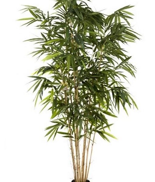 Bamboo Tree 2.4mt