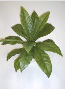 Birds Nest Fern 60cm