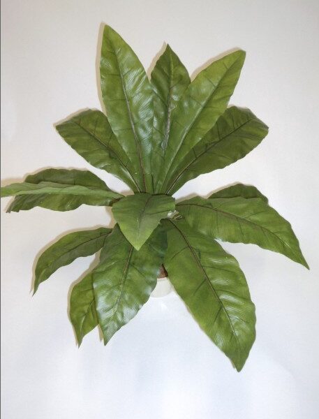 Birds Nest Fern 60cm