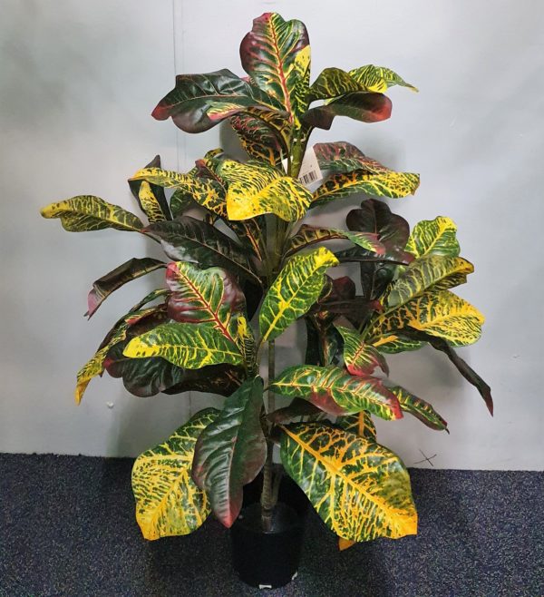 Croton Plant 90cm single