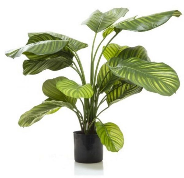 Artificial Calathea Plant 65cm Grn