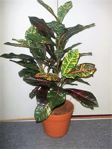 Artificial Croton Plant 90cm