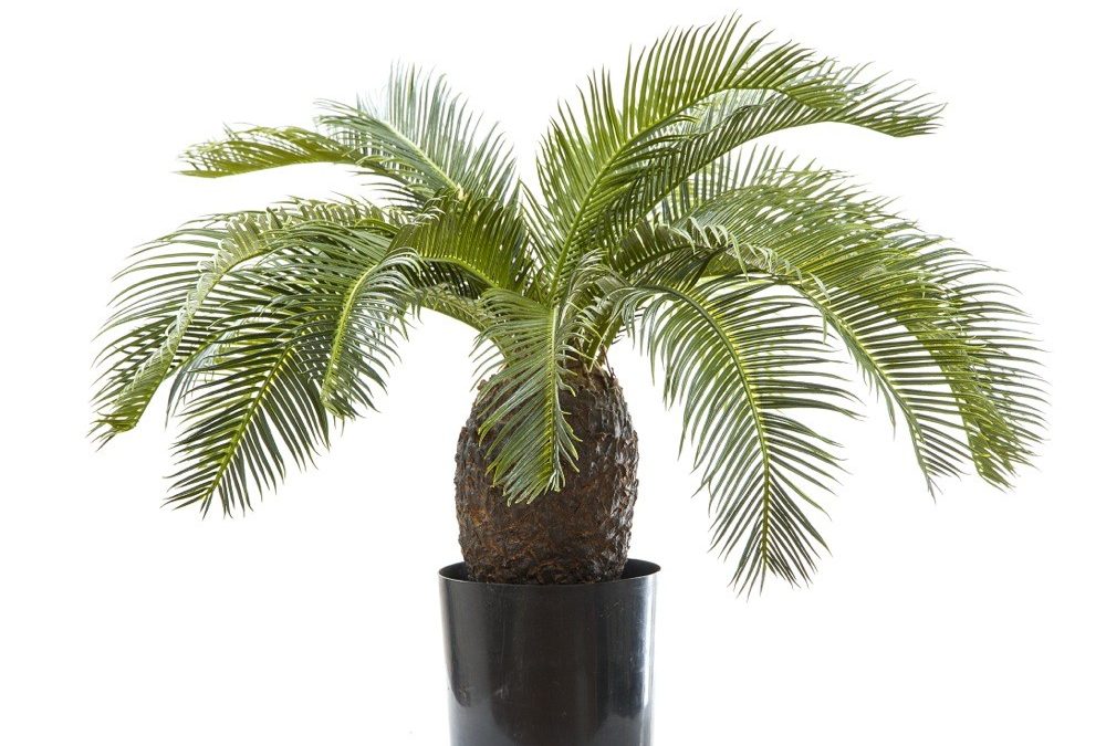 Cycas Palm 65cm x 19 leaves-Artificial Cycad tree