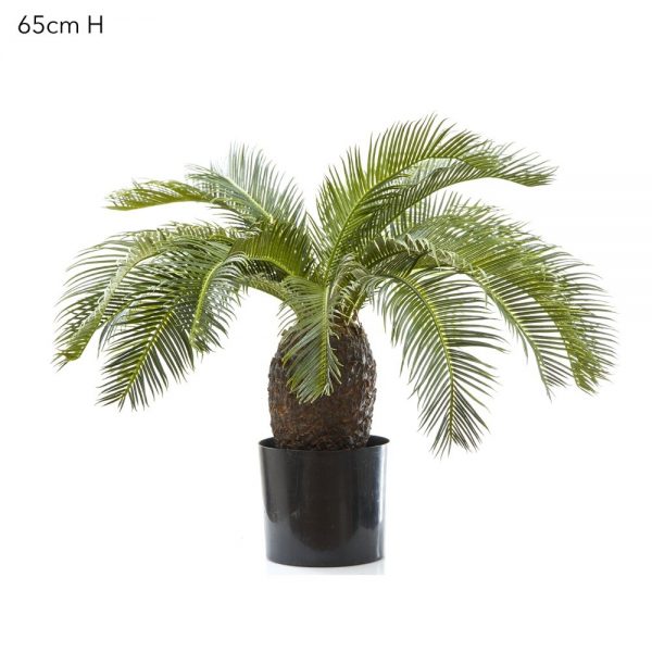Cycus Palm 65cm