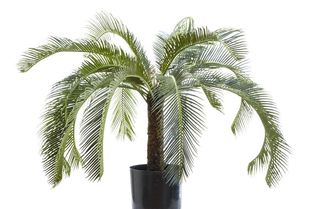 Artificial Cycas Palm 80cm – Cycad tree