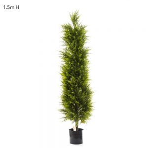 Cypress Pine Tree 1.5mt
