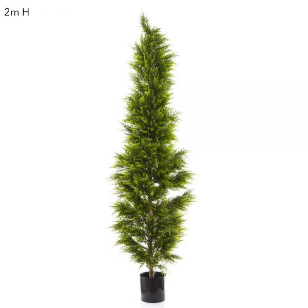 Cypress Pine Tree 2mt