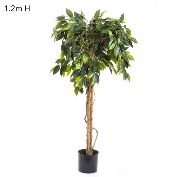 Ficus Ball Tree Topiary 1.2mt