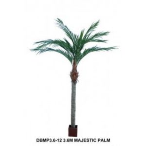 Majesty Palm 3.6mt