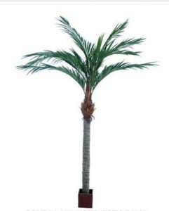 Majesty Palm 3.6mt