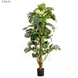 Split Leaf Philo – Monstera Tree 1.5mt