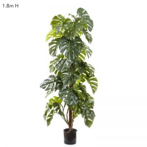 Split Leaf Philo - Monstera Tree 1.8mt