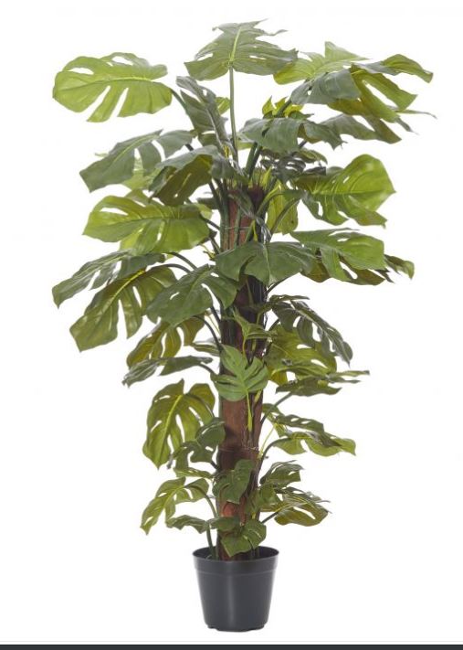 Split leaf Philo - Monstera Totem 120cm