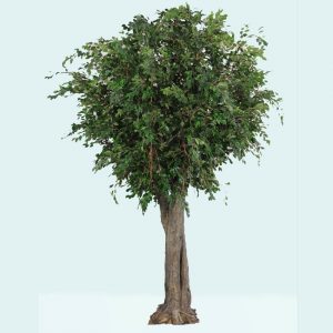 Ficus Exotica Giant Tree 3.4mt