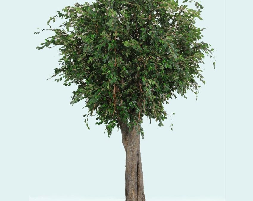 Artificial Ficus Exotica Giant Tree 3.4mt