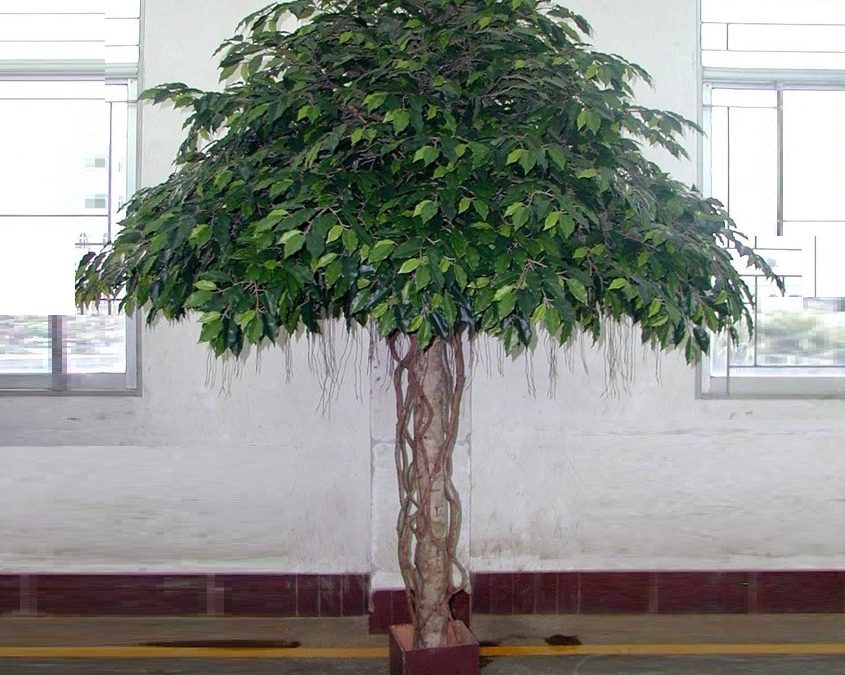 Ficus Umbrella Giant Tree 3mt real timber