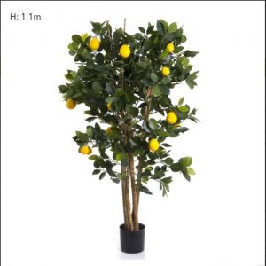Lemon Tree 110cm