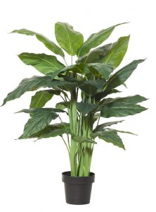 Spathiphyllum Plant 120cm