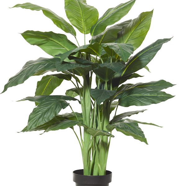 Spathiphyllum Plant 120cm