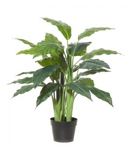 Spathiphyllum Plant 80cm