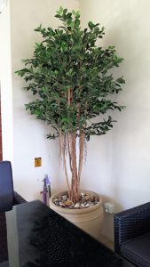 Ficus Retusa Tree 1.8mt