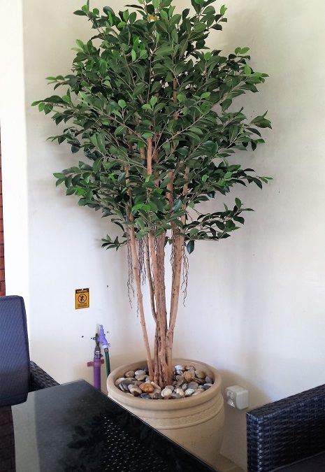 Artificial Ficus Retusa Tree 1.8mt tree – Artificial Plants NSW