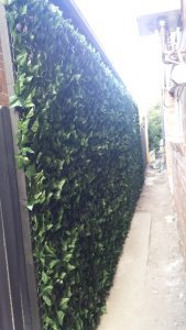 Ivy wall after