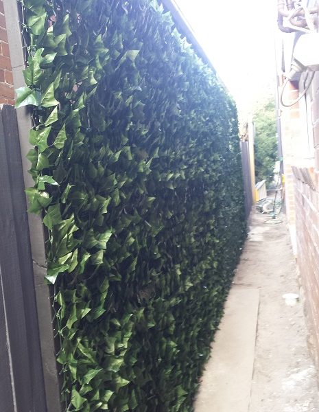 Ivy wall after