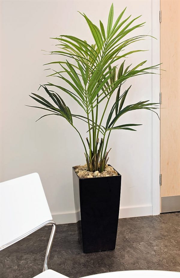 Kentia Palm 1.5mt with natural stems realistic leaves