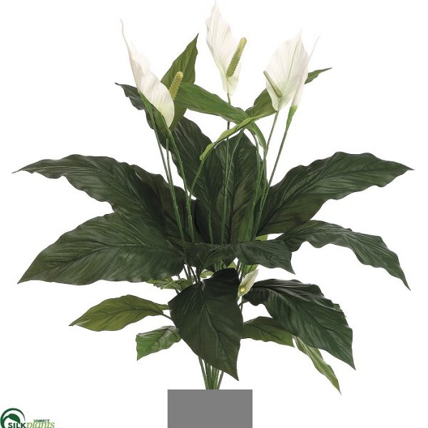 Spathiphyllum Madonna Peace Lily 90cm single x 12 lvs x 3 flwrs x 1 bud