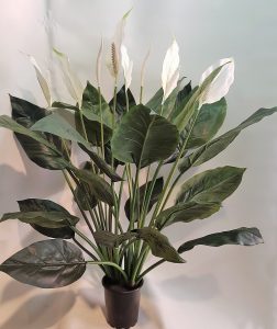 Spathiphyllum Madonna Peace Lily 90cm double x 24 lvs x 6 flwrs x 2 buds