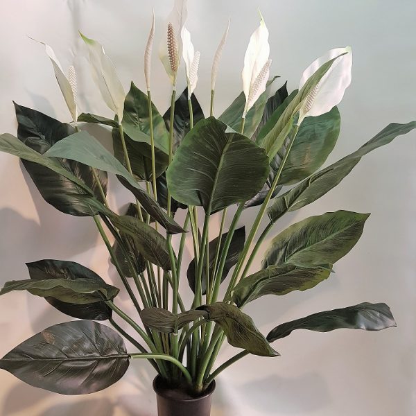 Spathiphyllum Madonna Peace Lily 90cm double x 24 lvs x 6 flwrs x 2 buds
