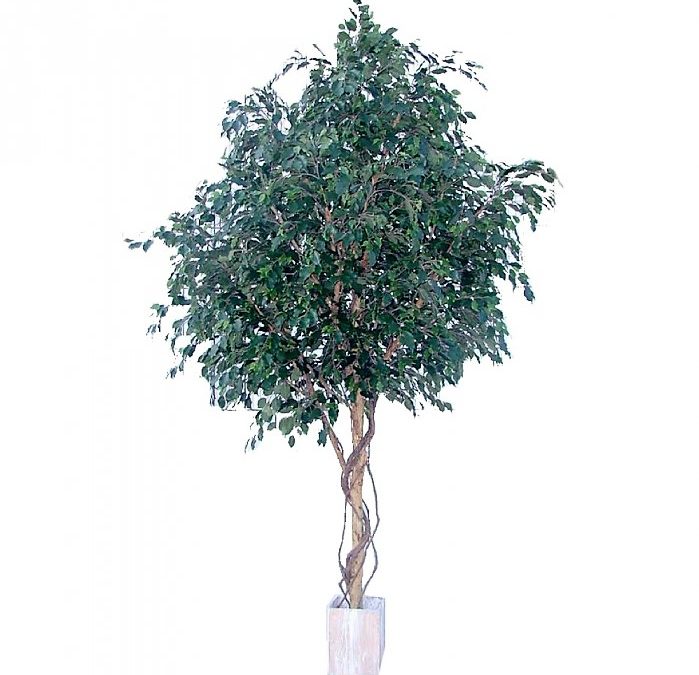 Artificial Ficus Exotica Giant Tree 3.1mt – 6600 lvs