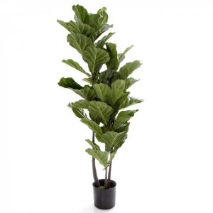 Artificial Fiddle Leaf Tree 135cm on real timber with 60 realistic lvs