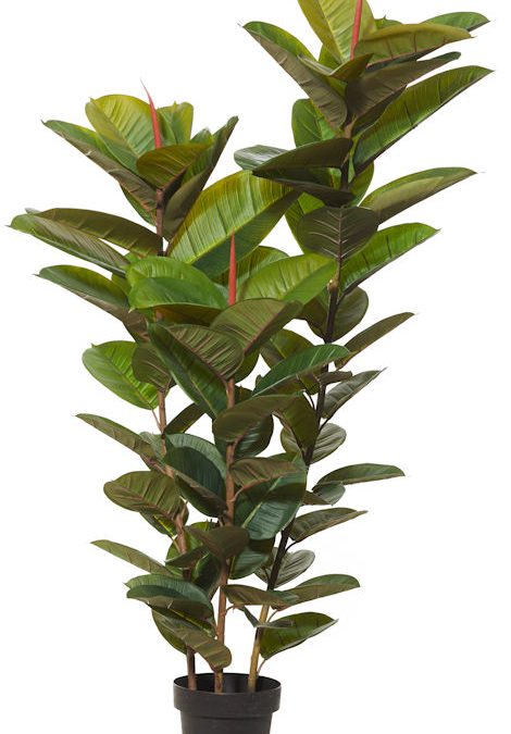 Artificial-Rubber-Tree-130cm-x-3-stems-Artificial-Plants