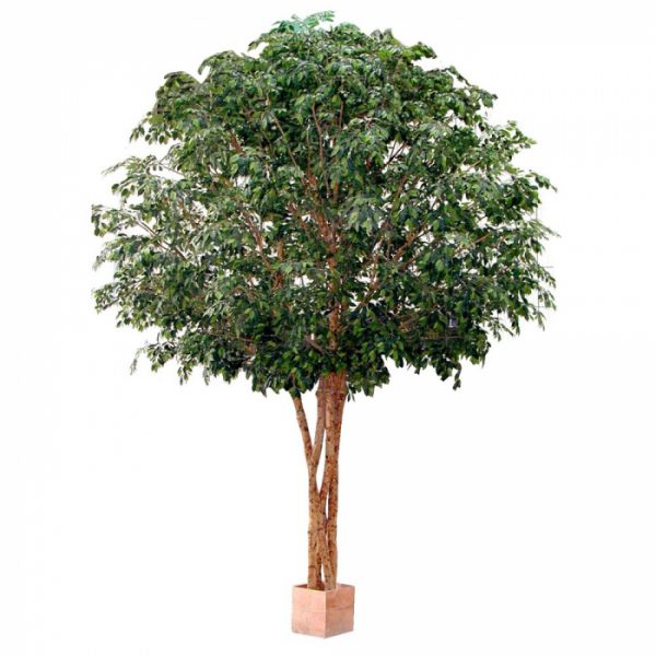 Giant Ficus 4.6mt x 4 on natural stems